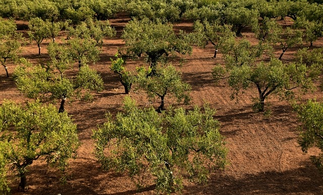 life in israel, holyland forests life, holyland soil,