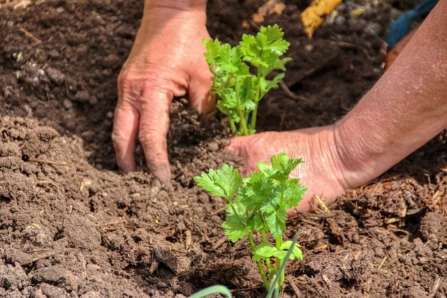 plant a tree israel, israelis, donate israel ecosystem, donations to the preservation of forests in Israel, honor holylands forests